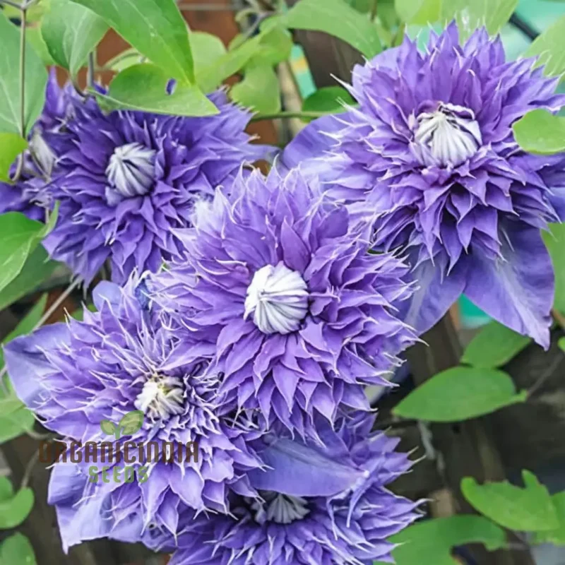 Light Purple Clematis Creeper Flower Seeds, Stunning Blooms, Easy to Grow, Ideal for Trellises and Garden