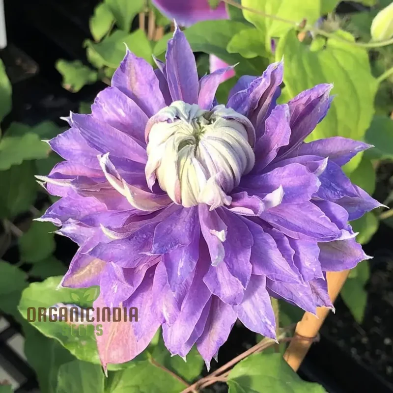 Light Purple Clematis Creeper Flower Seeds, Stunning Blooms, Easy to Grow, Ideal for Trellises and Garden