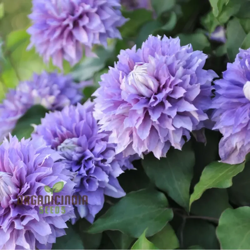 Light Purple Clematis Creeper Flower Seeds, Stunning Blooms, Easy to Grow, Ideal for Trellises and Garden