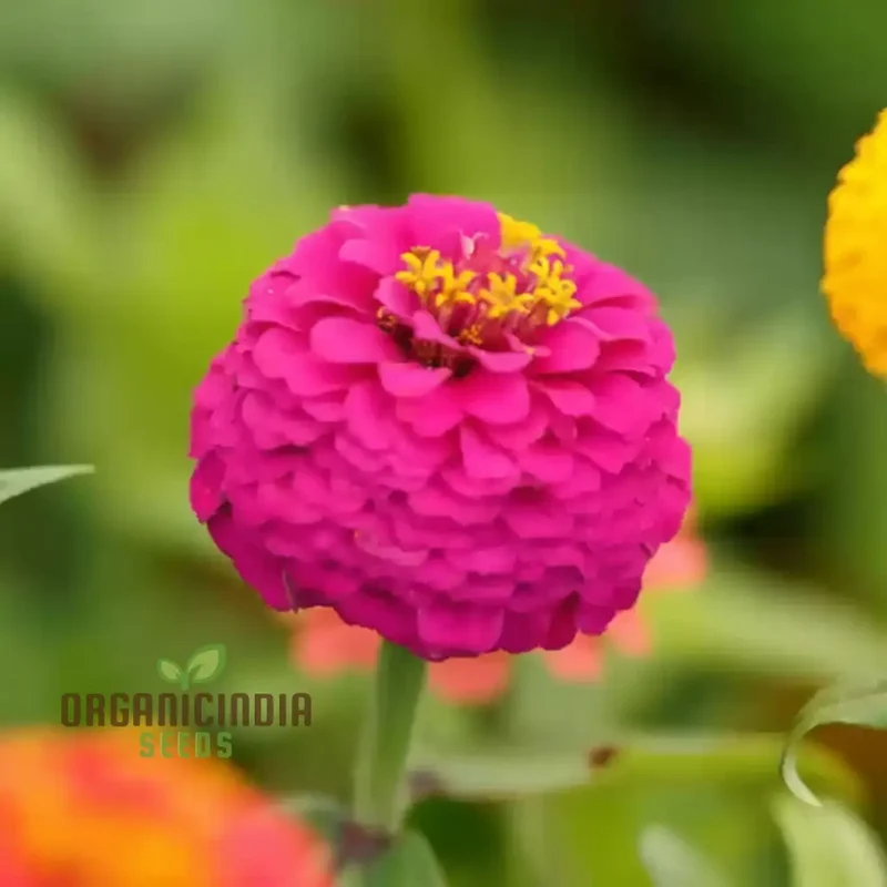 Imported Pink Zinnia Flower Seeds - Vibrant Blooms for Colorful Garden Displays