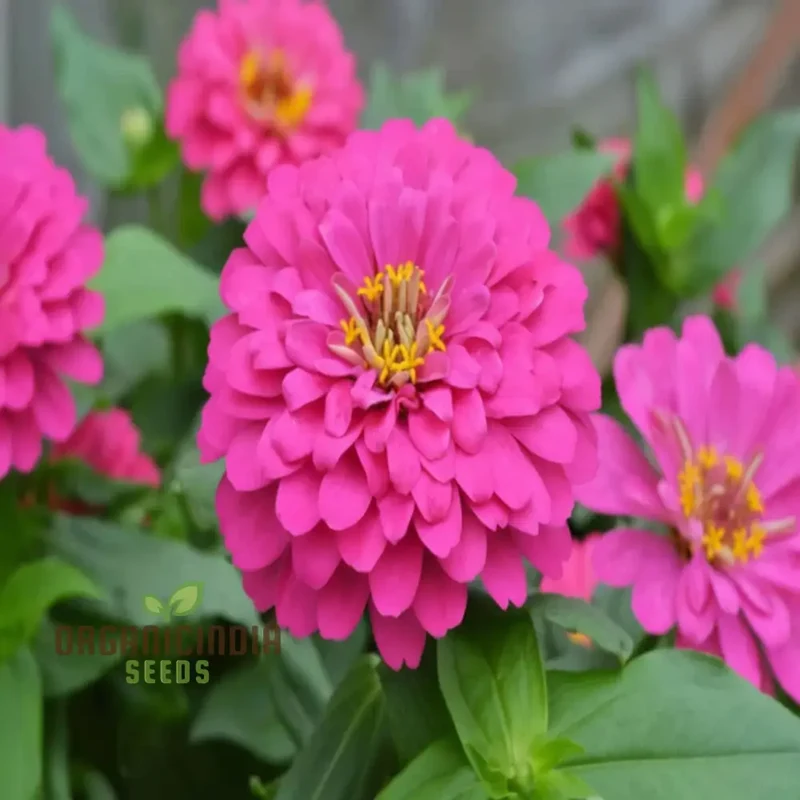 Imported Pink Zinnia Flower Seeds - Vibrant Blooms for Colorful Garden Displays