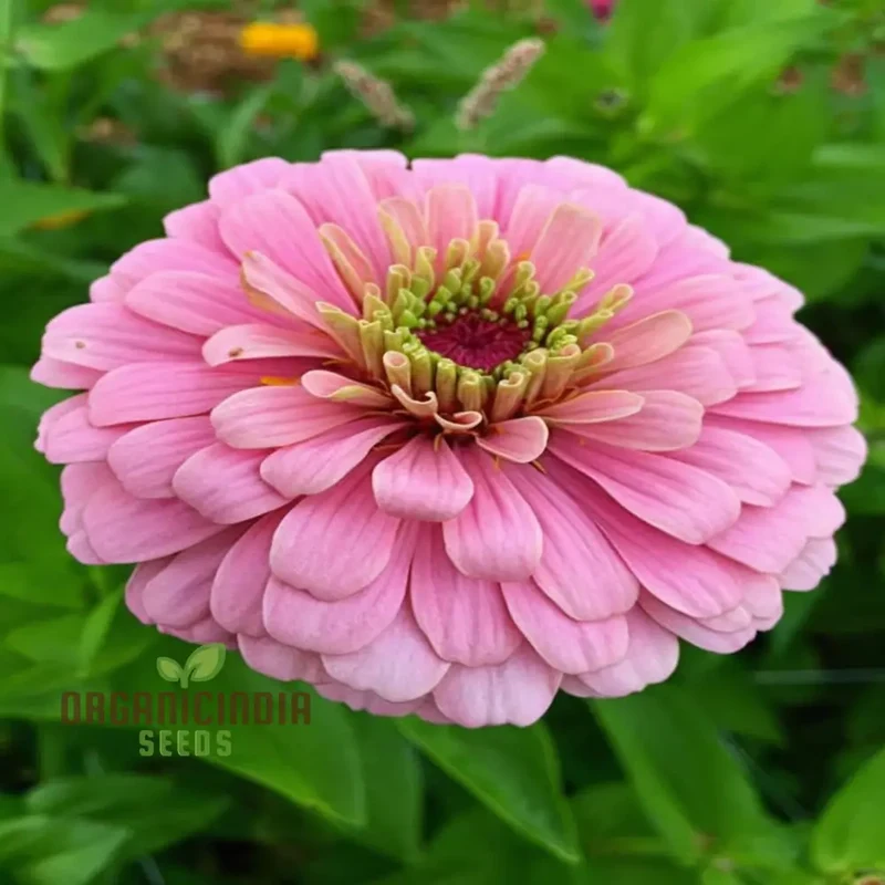 Zinnia Seeds (Light Pink Zinnia Seeds) - Elegant Blooms for Graceful Garden Displays