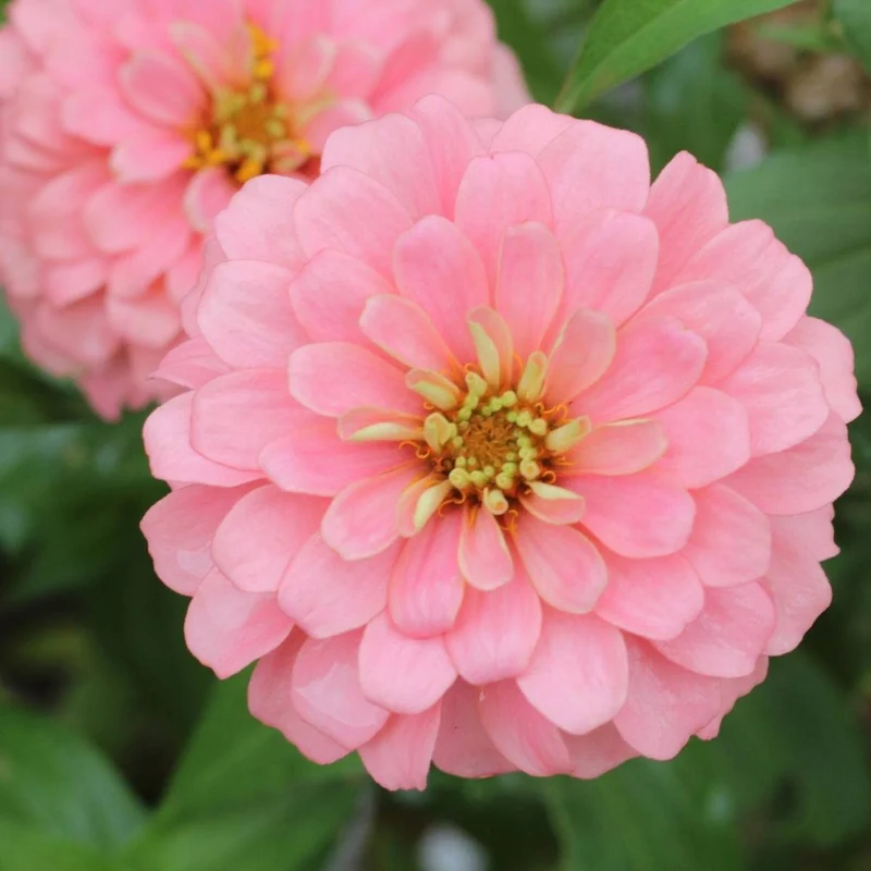 Zinnia Seeds (Light Pink Zinnia Seeds) - Elegant Blooms for Graceful Garden Displays