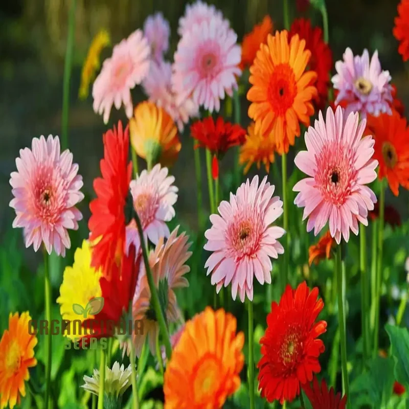 Gerbera Mix Flowering Seeds for Beautiful Blossoms, Ideal for Planting and Gardening Enthusiasts