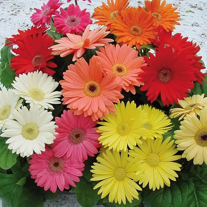Gerbera Mix Flowering Seeds for Beautiful Blossoms, Ideal for Planting and Gardening Enthusiasts