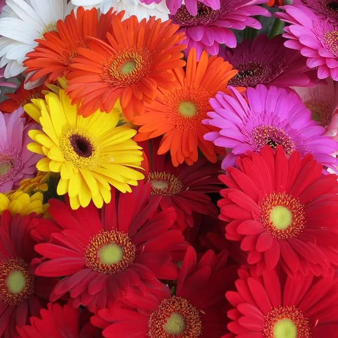 Gerbera Mix Flowering Seeds for Beautiful Blossoms, Ideal for Planting and Gardening Enthusiasts