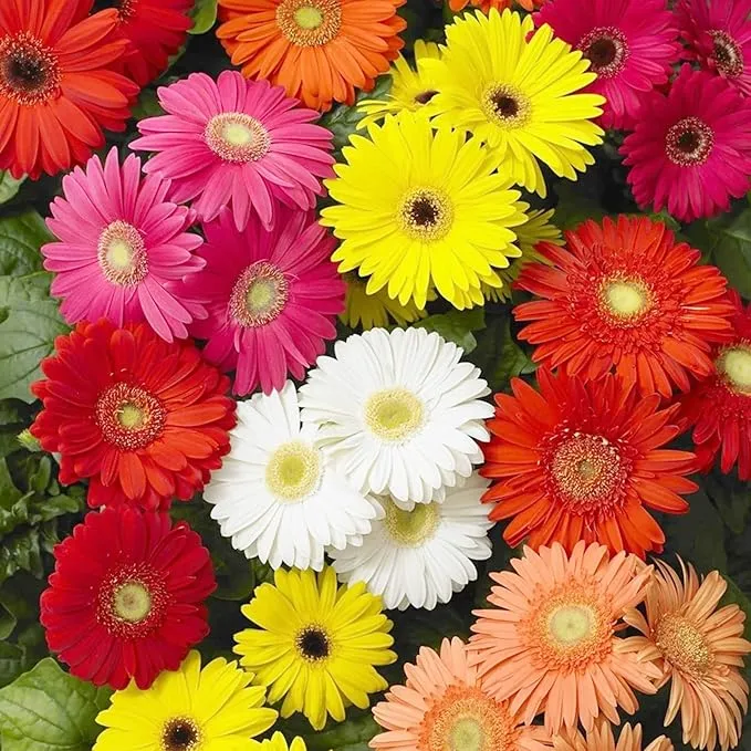 Gerbera Mix Flowering Seeds for Beautiful Blossoms, Ideal for Planting and Gardening Enthusiasts