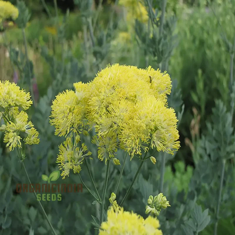 Yellow Meadow Rue Seeds – Vibrant Garden Blooms