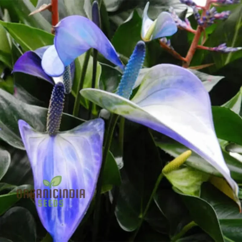 Blue Anthurium Flowers seeds, Grow Your Own Birch Tree Plant, Premium Seeds for Beautiful Indoor Gardens