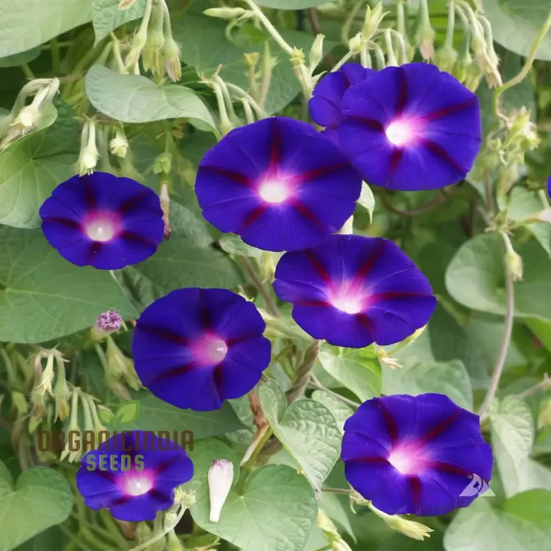 Vibrant Morning Glory (Ipomoea) 'Grandpa Otts flower seeds Stunning Garden Blooms