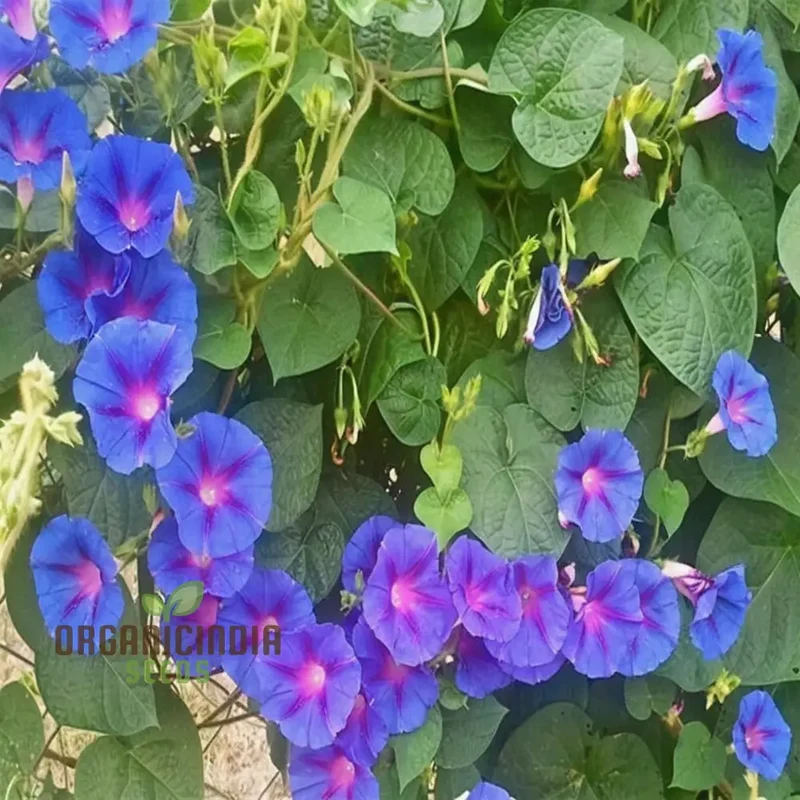 Vibrant Morning Glory (Ipomoea) 'Grandpa Otts flower seeds Stunning Garden Blooms