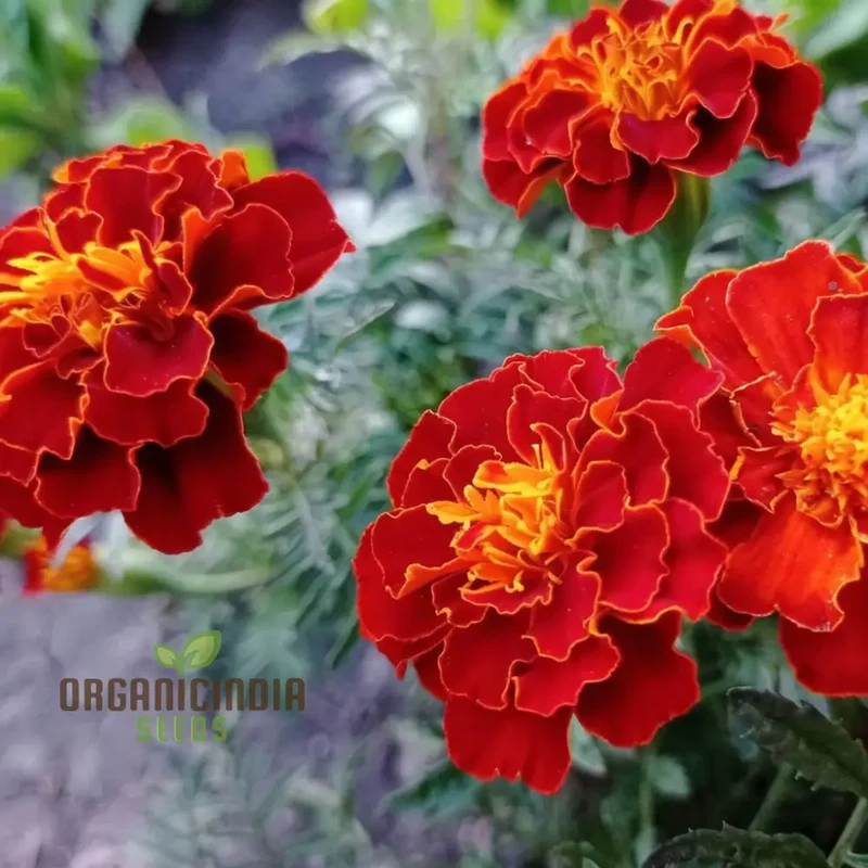 Marigold Tagetes Red Seeds – Vibrant Premium Garden Blooms