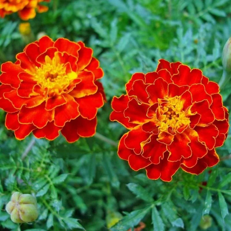 Marigold Tagetes Red Seeds – Vibrant Premium Garden Blooms
