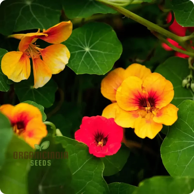 Vibrant Organic Nasturtium Jewel Mix Seeds , Grow Beautiful, Edible Flowers for Your Garden