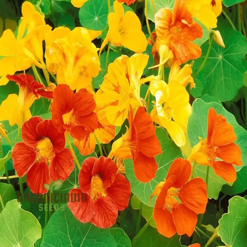 Vibrant Organic Nasturtium Jewel Mix Seeds , Grow Beautiful, Edible Flowers for Your Garden