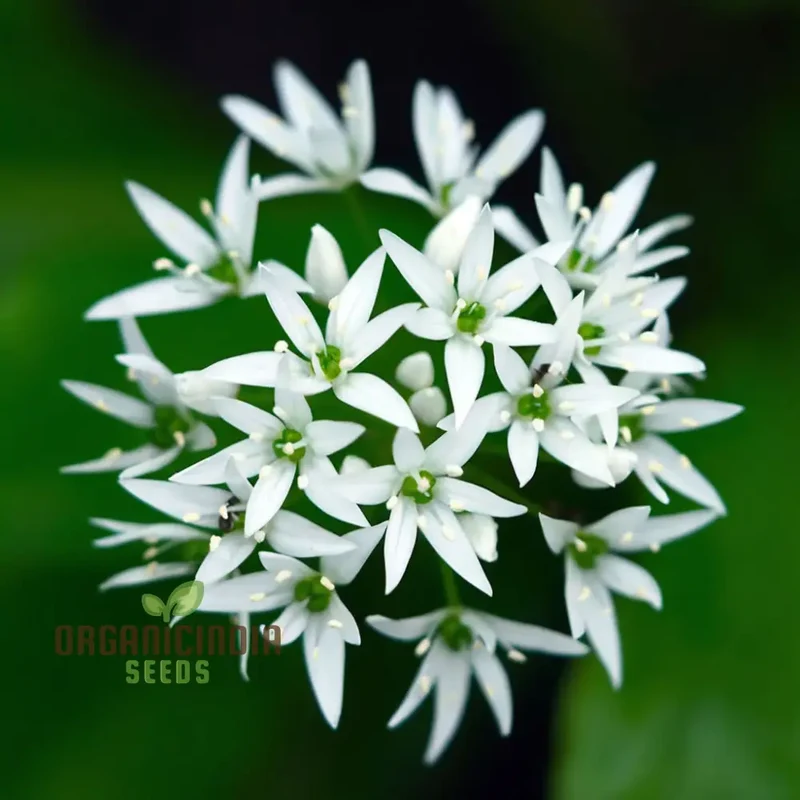 Herb Seeds (Wild Garlic Seeds) - Aromatic and Edible Wild Herb for Flavorful Dishes