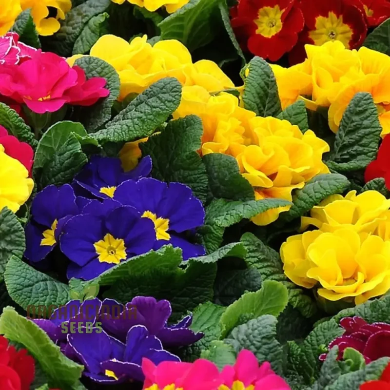 Portal Cool Blue Primrose Flower Seeds, Sun drops Scabies Garden Flower Seeds For Planting Enthusiastic