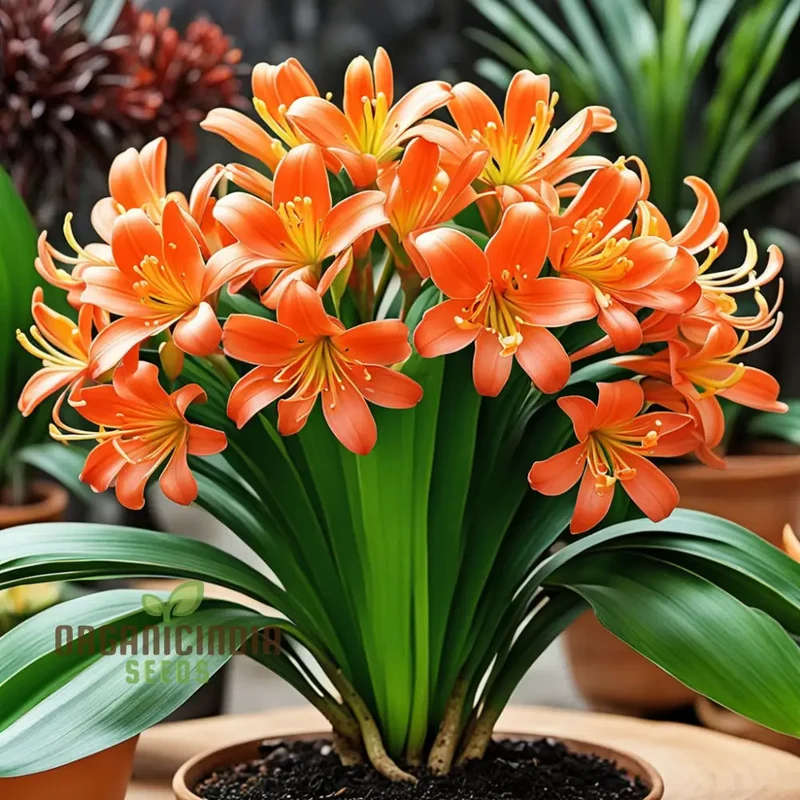 Clivia flower Seeds, Evergreen Perennial Fragrant Cut Flowers, Exotic and Vibrant Blooms for Elegant Gardens
