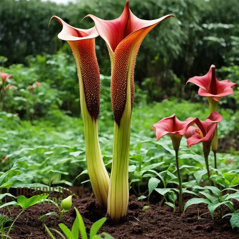 Amorphophallus Voodoo Lily Flower Seeds, Exotic and Unique Blooms for Intriguing Gardens