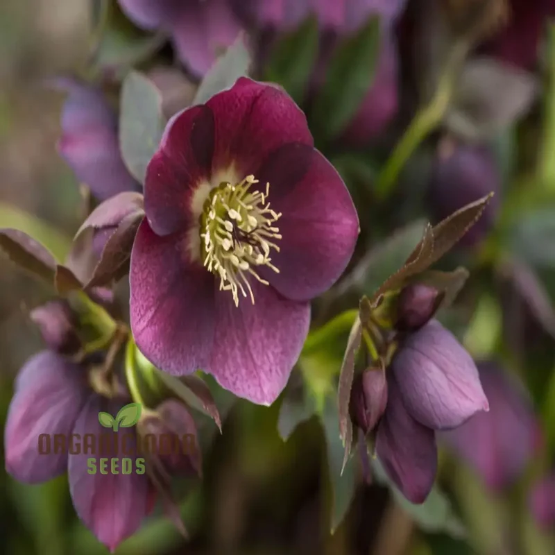 Helleborus Flower Seeds Planting, Expert Gardening Tips for Beautiful Blossoms