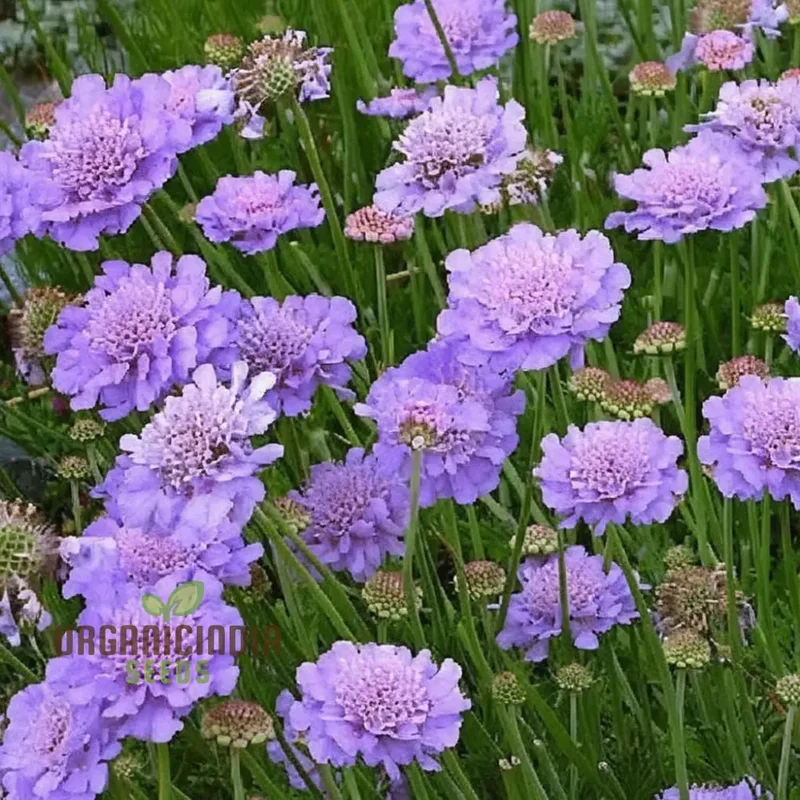 Pincushion Flower Seeds - Delightful Blooms for Cheerful Garden Displays