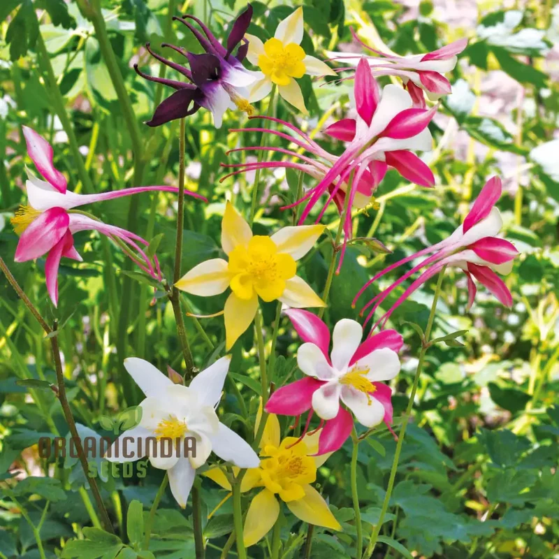 Columbine Seeds – Delicate, Colorful Blooms for Garden Planting