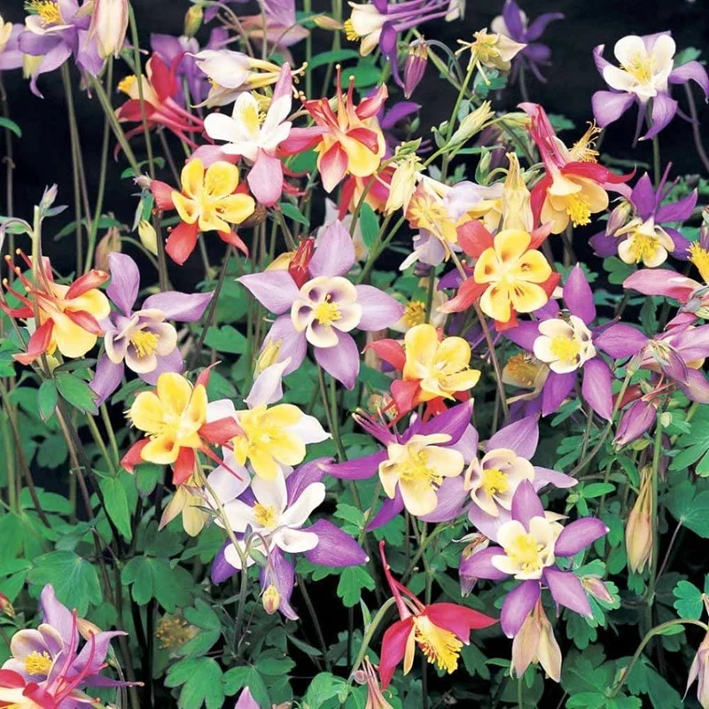 Columbine Seeds – Delicate, Colorful Blooms for Garden Planting
