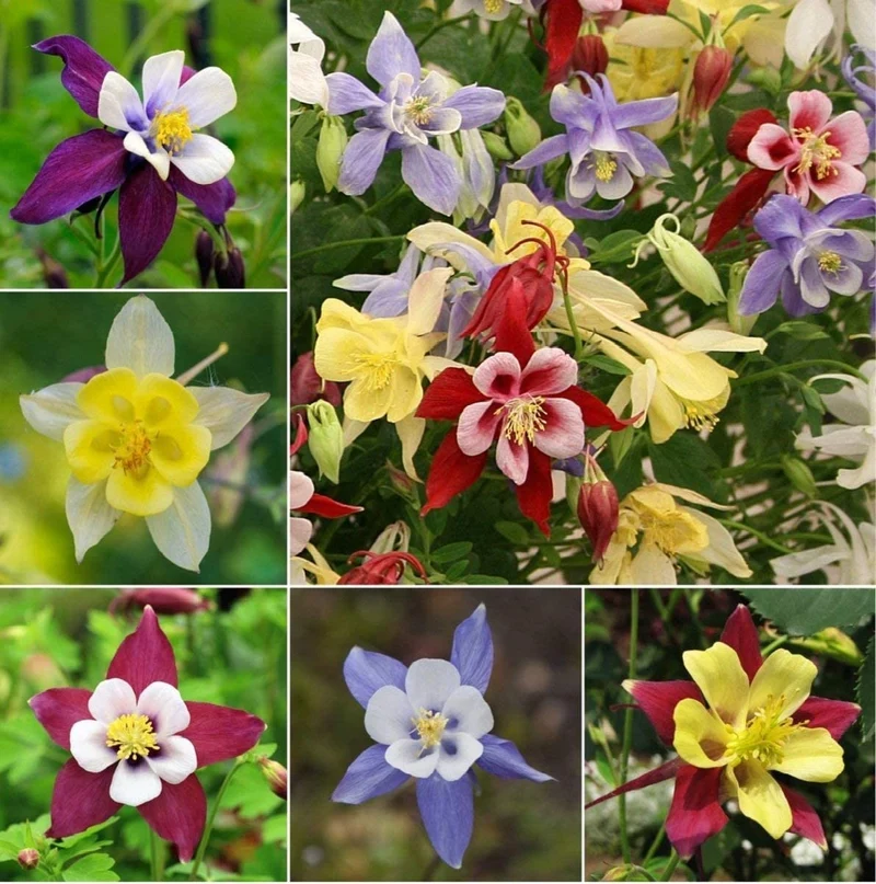 Columbine Seeds – Delicate, Colorful Blooms for Garden Planting