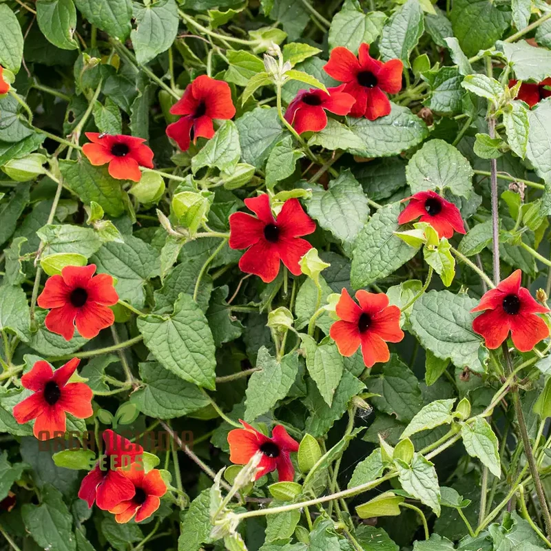 Red Thunbergia Alata Flower Seeds, Vibrant Blooms for Cascading Garden Splendor
