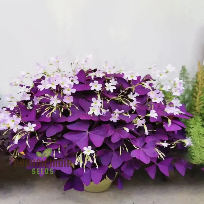 Oxalis Bulbs Purple Shamrock Bulbs Lucky Flowers Bulbs for Planting Purple Oxalis Triangular is Bulbs (3 Bulbs for Planting)