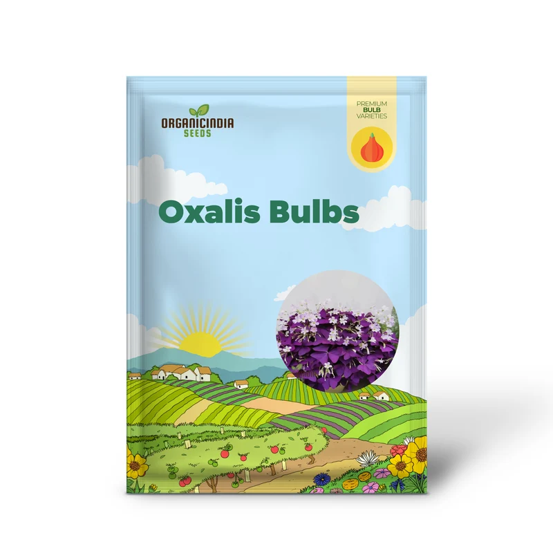 Oxalis Bulbs Purple Shamrock Bulbs Lucky Flowers Bulbs for Planting Purple Oxalis Triangular is Bulbs (3 Bulbs for Planting)