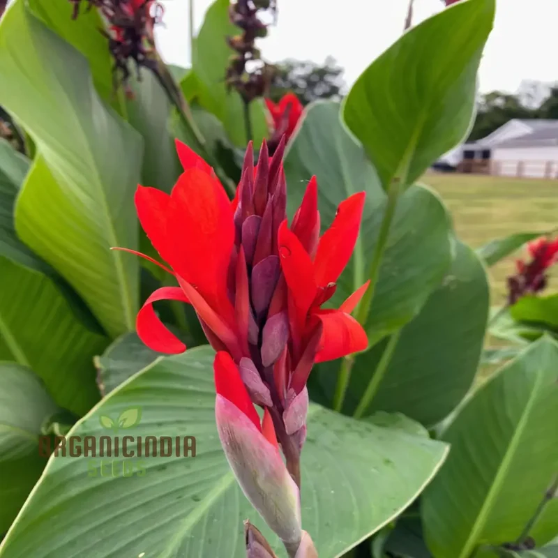Canna Lily Bulbs - The President Red Canna Rhizomes/Bulbs/Roots (3 Bulbs for Planting)