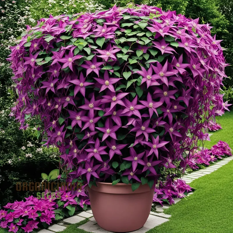 Clematis Fireworks, Starter Plants Ready for The Garden, Beautiful Deep Pink and Purple Flowering Vine (3 Bulbs for Planting)
