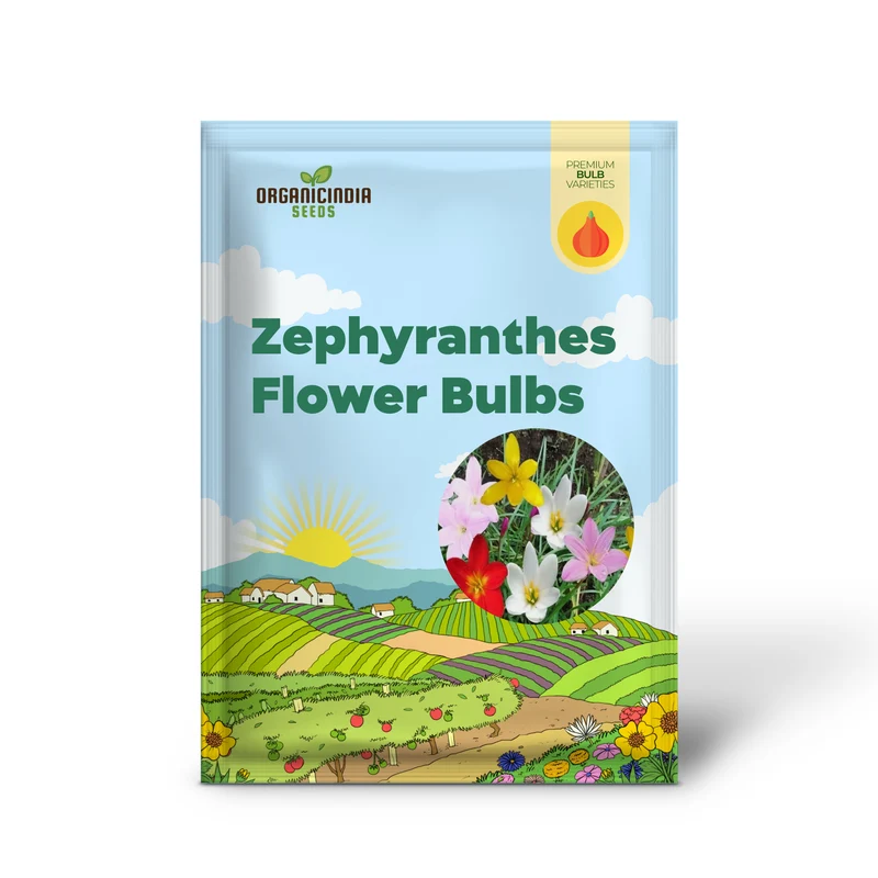 Zephyranthes Flower Bulb Outdoor Summer Garden Perennial Rain Lily Bulbs (3 Bulbs for Planting)