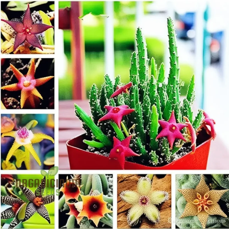 Stapelia Pulchella & Lithops Mix Succulent flower Seeds, Rare and Exotic Varieties for Your Succulent Collection High-Quality Seeds