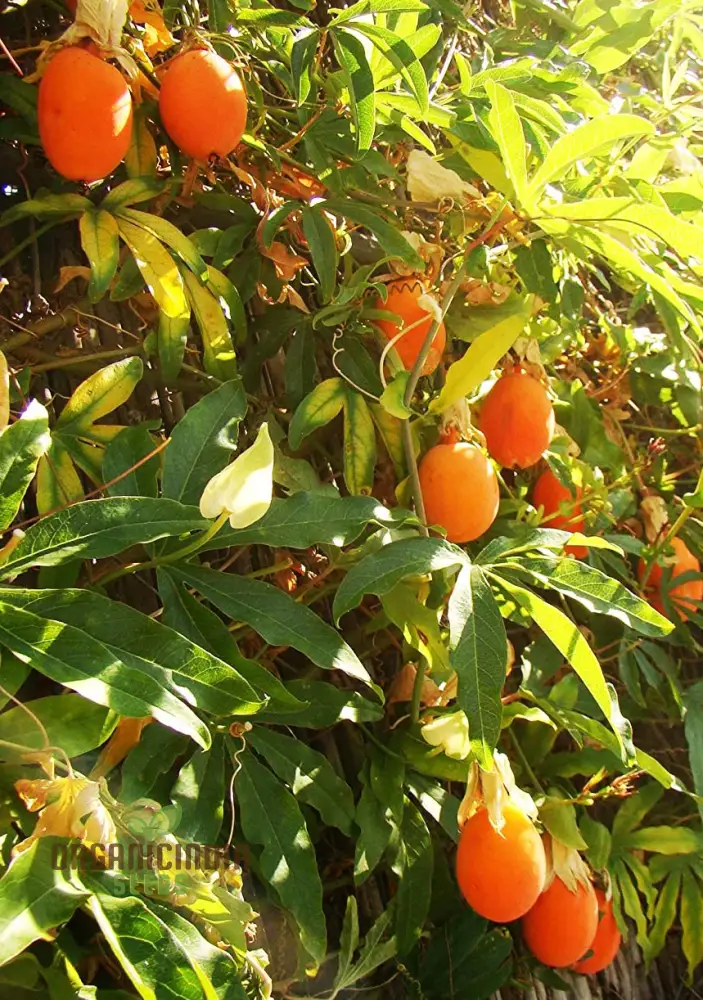 Orange Passion Fruit Seeds for Planting, Cultivate Your Garden with Exotic Passiflorine Fruit Seeds