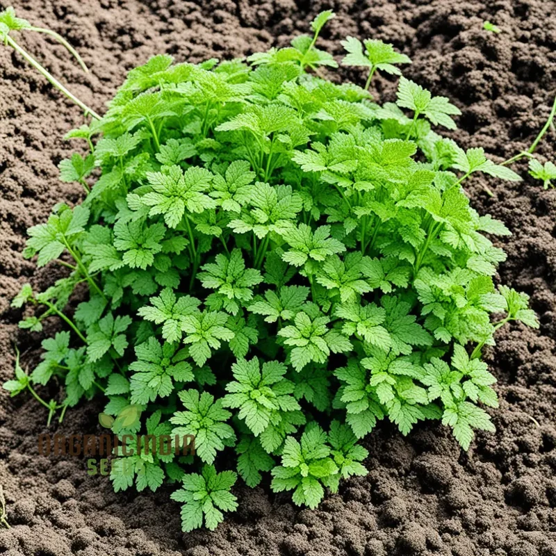 Green Chervil Vegetable Seeds For Planting, Fresh Culinary Herb for Your Garden