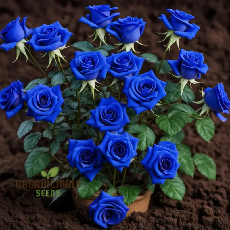 Mesmerizing Elegance: Blue Midnight Rose Seed Assortment - Enchant Your Garden