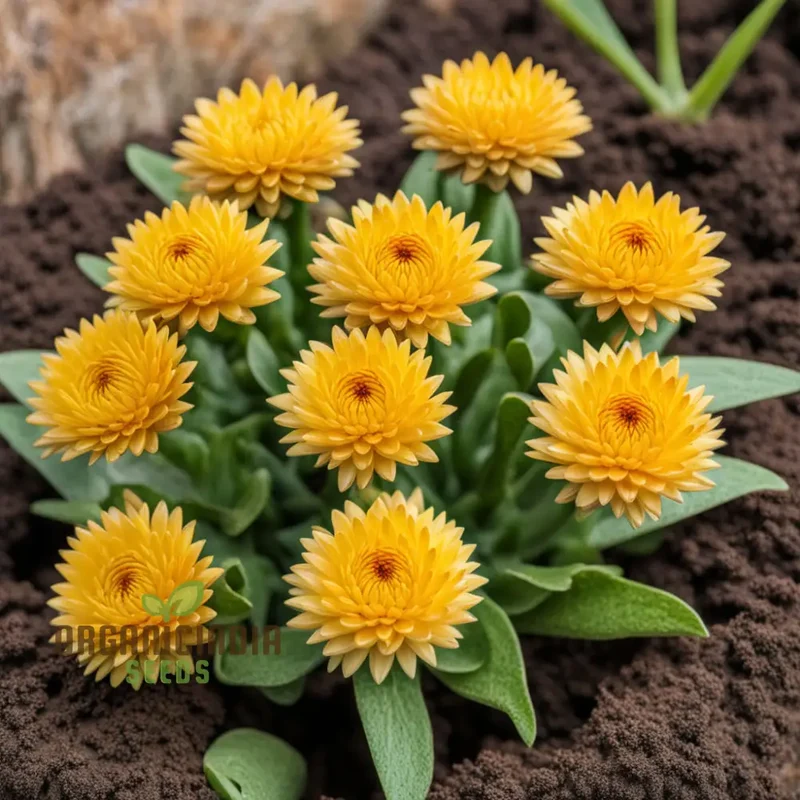 Yellow Strawflower Seeds for Planting, Annual Flower Seeds, Growing Strawflowers From Seeds