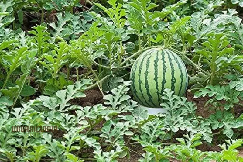 Green Watermelon Seeds for Planting, Cultivate Your Garden with Fresh and Juicy Fruit Seeds
