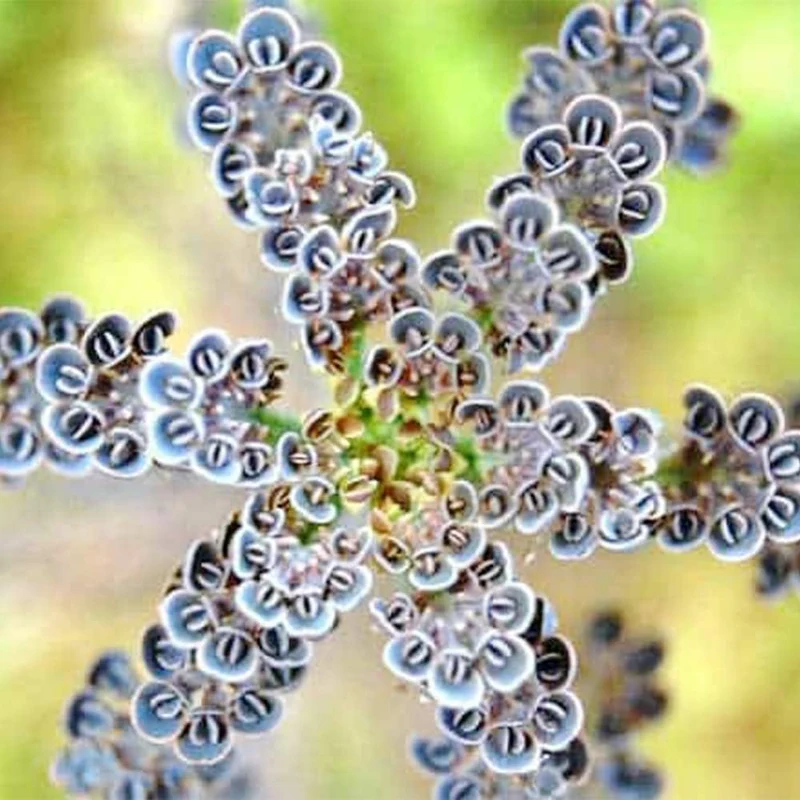 Dark Blue Kalanchoe Seeds – Stunning Deep Blue Succulent for Vibrant Gardens