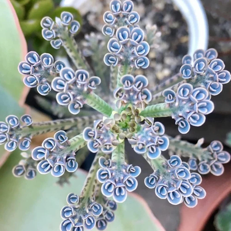Dark Blue Kalanchoe Seeds – Stunning Deep Blue Succulent for Vibrant Gardens