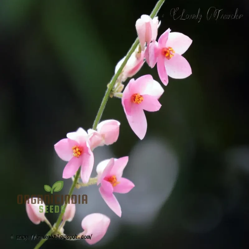 Coral Vine Flower Seeds – Vibrant Climbing Blooms for Home Gardens