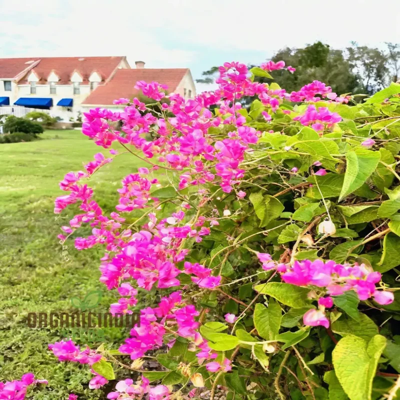 Coral Vine Flower Seeds – Vibrant Climbing Blooms for Home Gardens