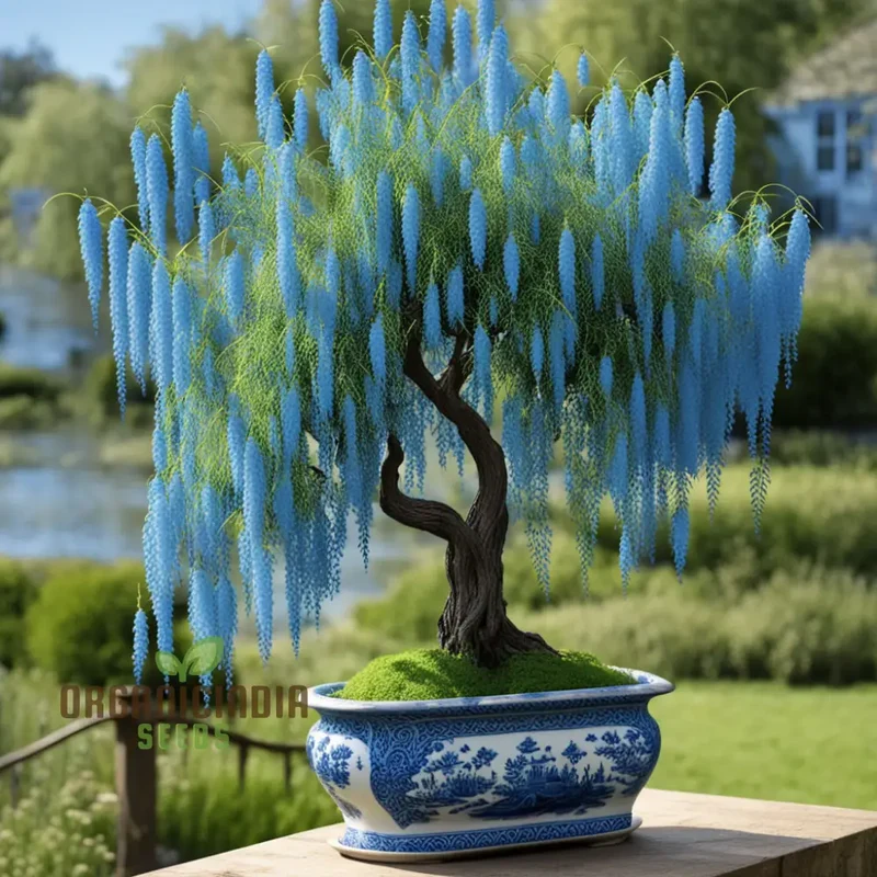 Sky Blue Willow Flower Seeds for Planting,Elegant Blooms