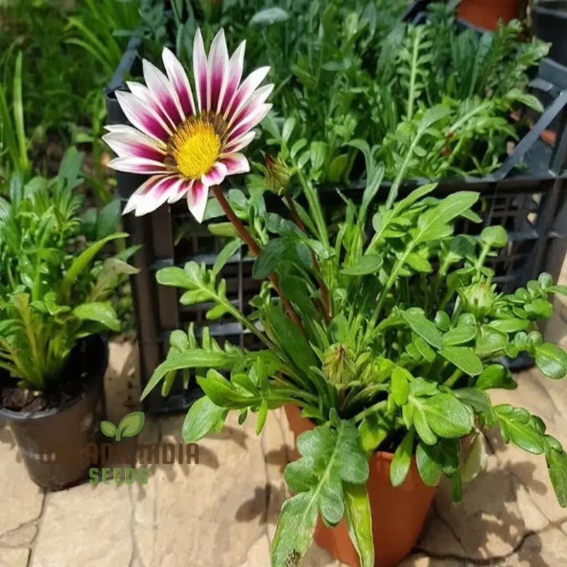 Revitalize Your Garden with Gazania 'New Day Rose Stripe' Seeds: Embrace Fresh Blooms and Vibrant Stripes for a Colorful Start to Your Day