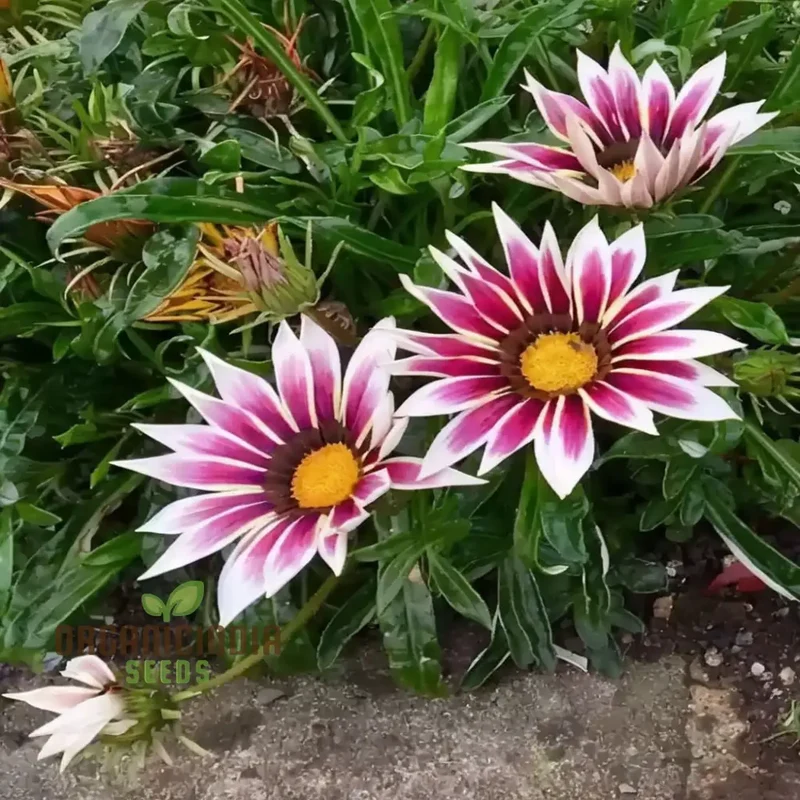 Revitalize Your Garden with Gazania 'New Day Rose Stripe' Seeds: Embrace Fresh Blooms and Vibrant Stripes for a Colorful Start to Your Day
