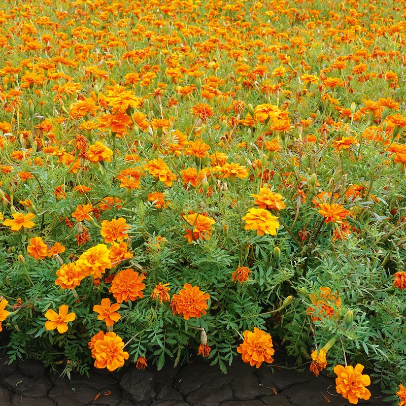 Exotic Blooms African Marigold Fantastic Mix Vibrant and Versatile