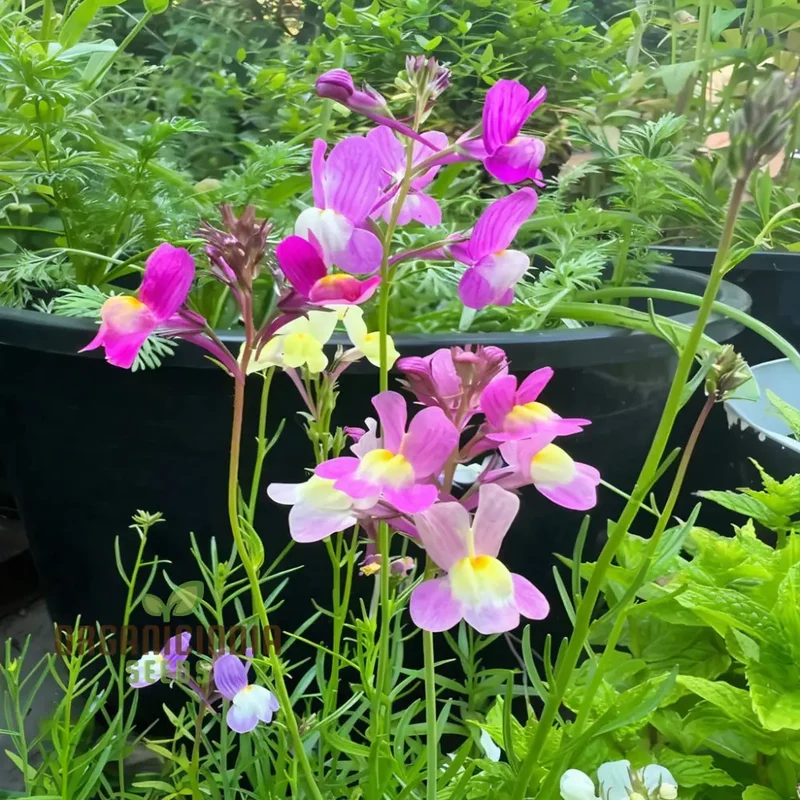 Enchanting Linaria: Fairy Bouquet Mix - Shop Now for Magical Garden Delights