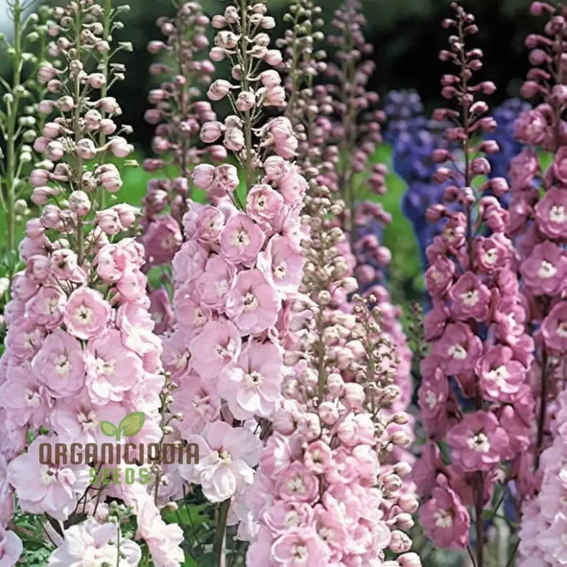 Perennial Delphinium 'Crown Pacific Mix' Seeds - Spectacular and Colorful Blooms for Elegant Garden Borders